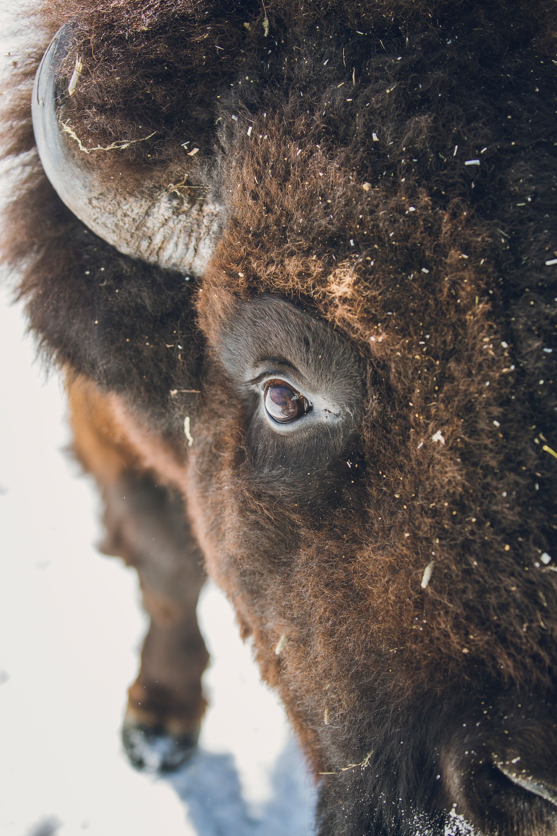 a close up of the head of a brown bison