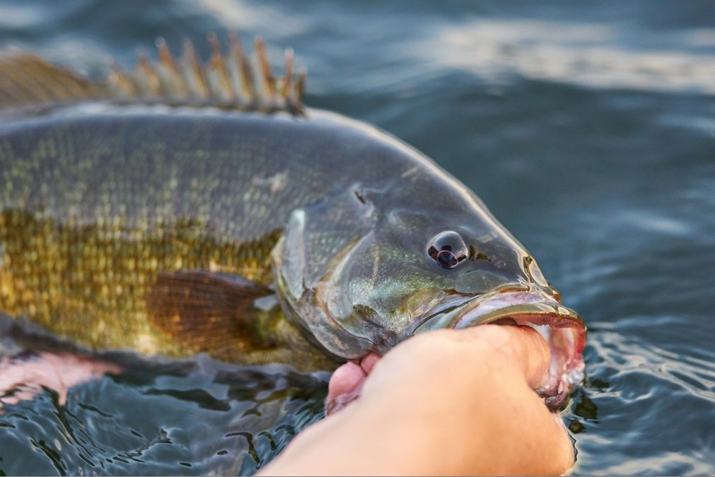 A person holding a smallmouth bass in the water.