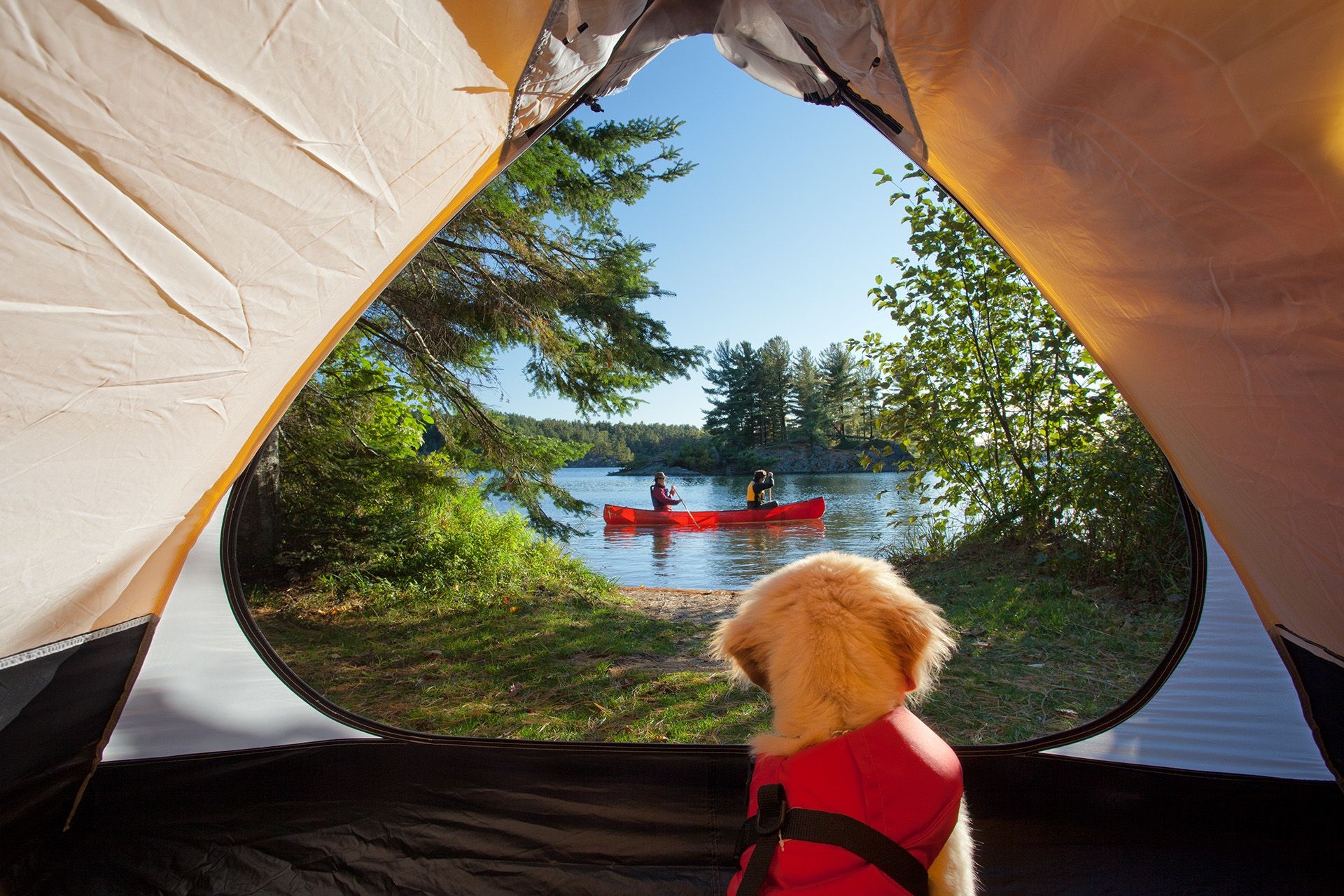 A puppy looks out from inside a tent at Killarney provincial park at two people in a red canoe. 