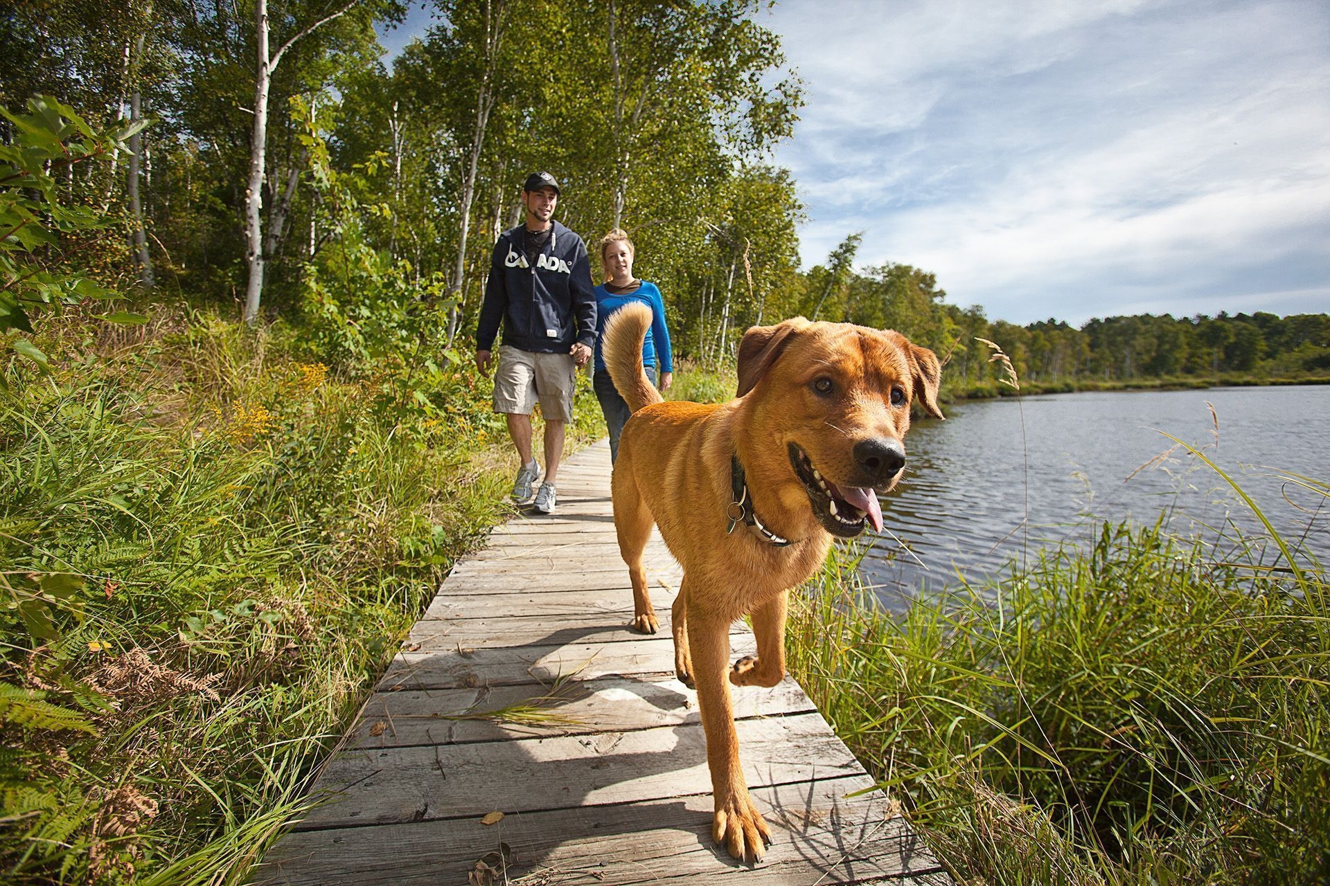 Two people and a dog hike a boardwalk in Sudbury.