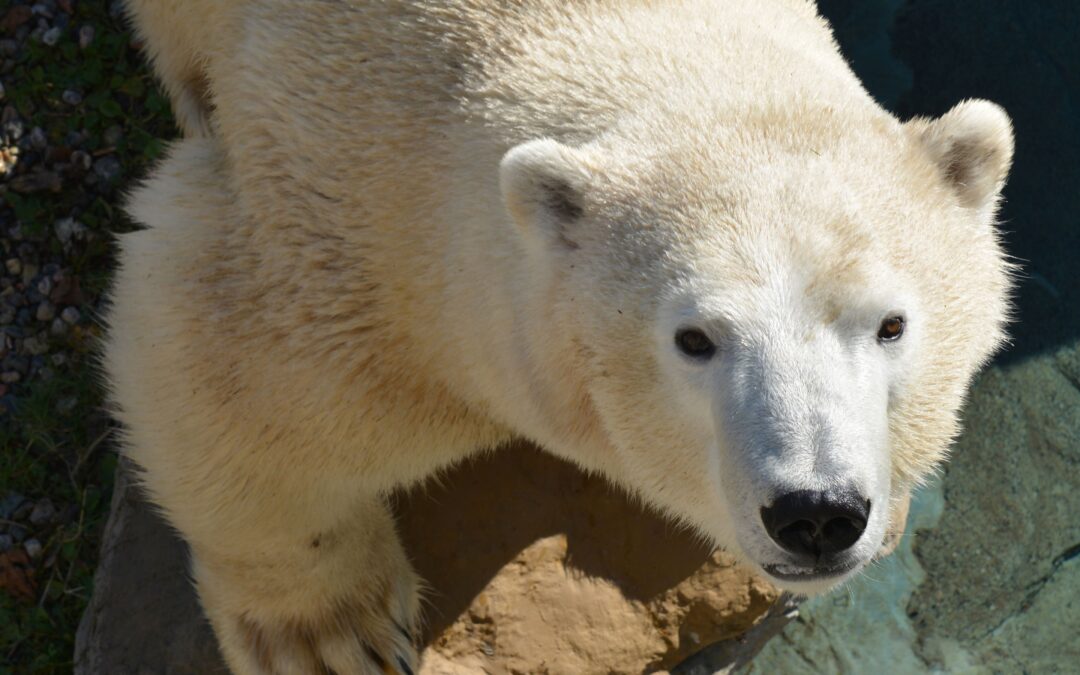 Cochrane Polar Bear Habitat