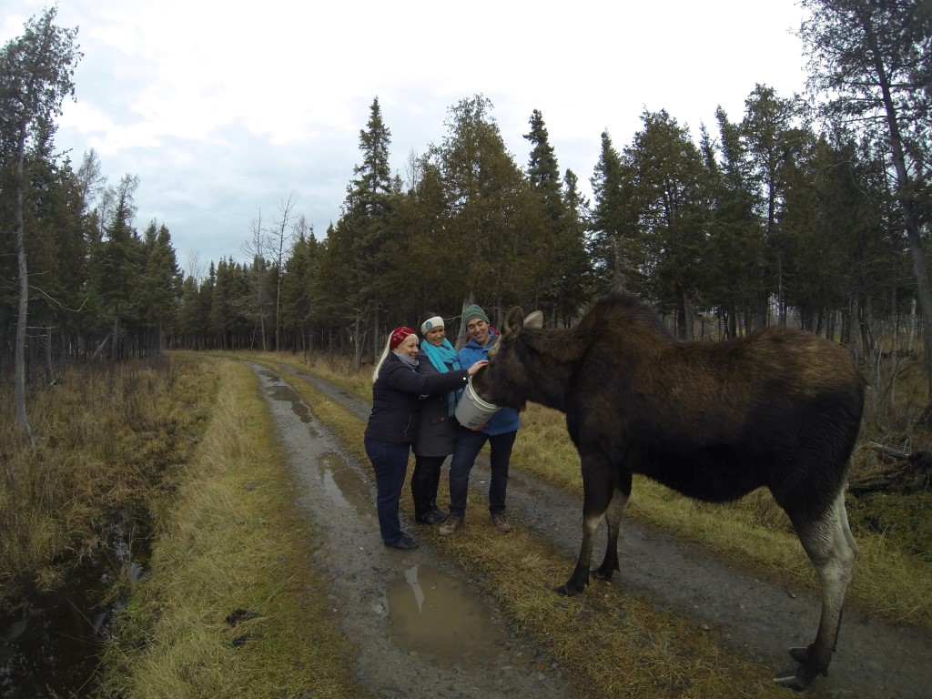 Alpacas, Moose, and Bears, Oh My!