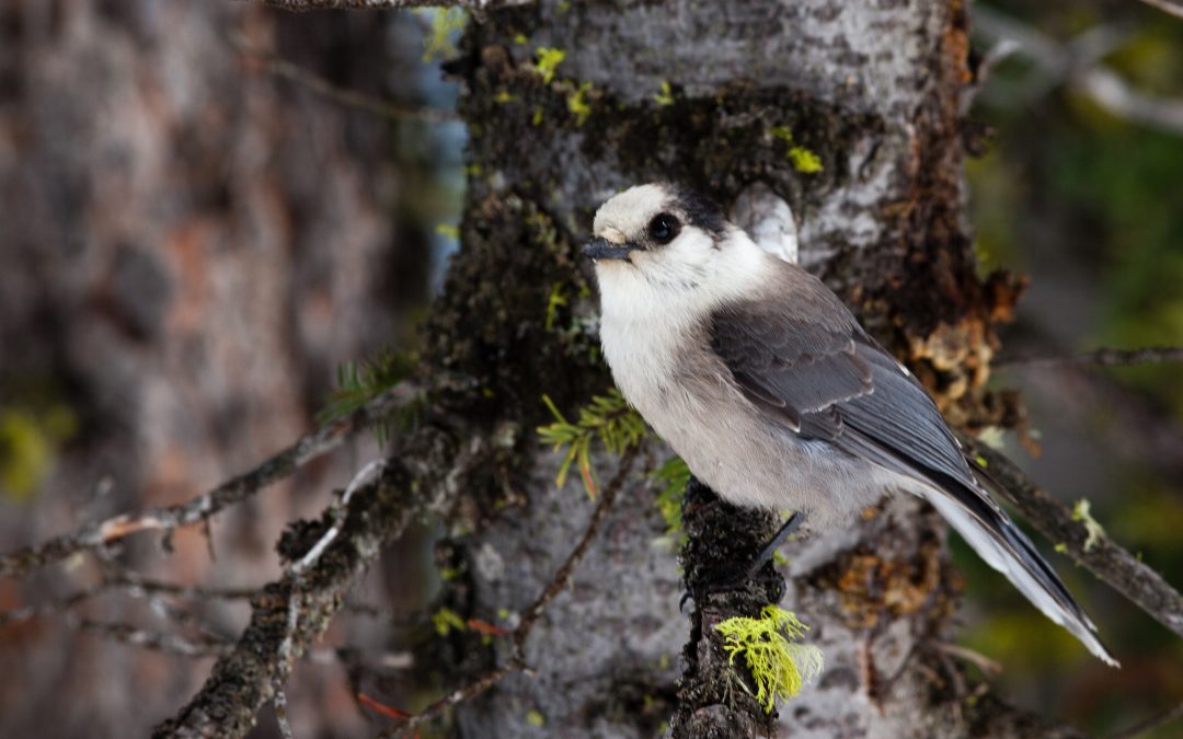 Bird is the Word This Winter