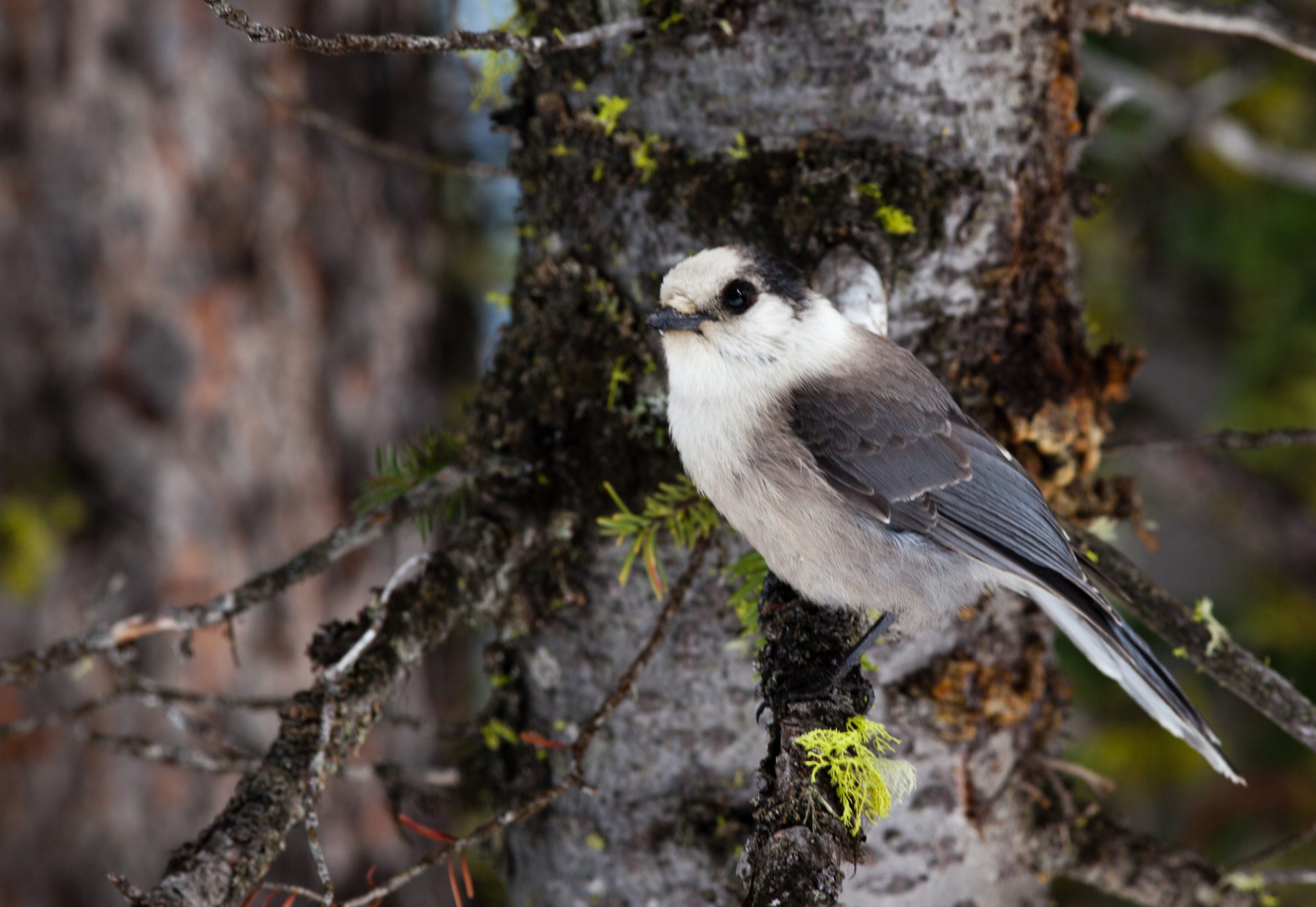 gray_jay_in_late_spring