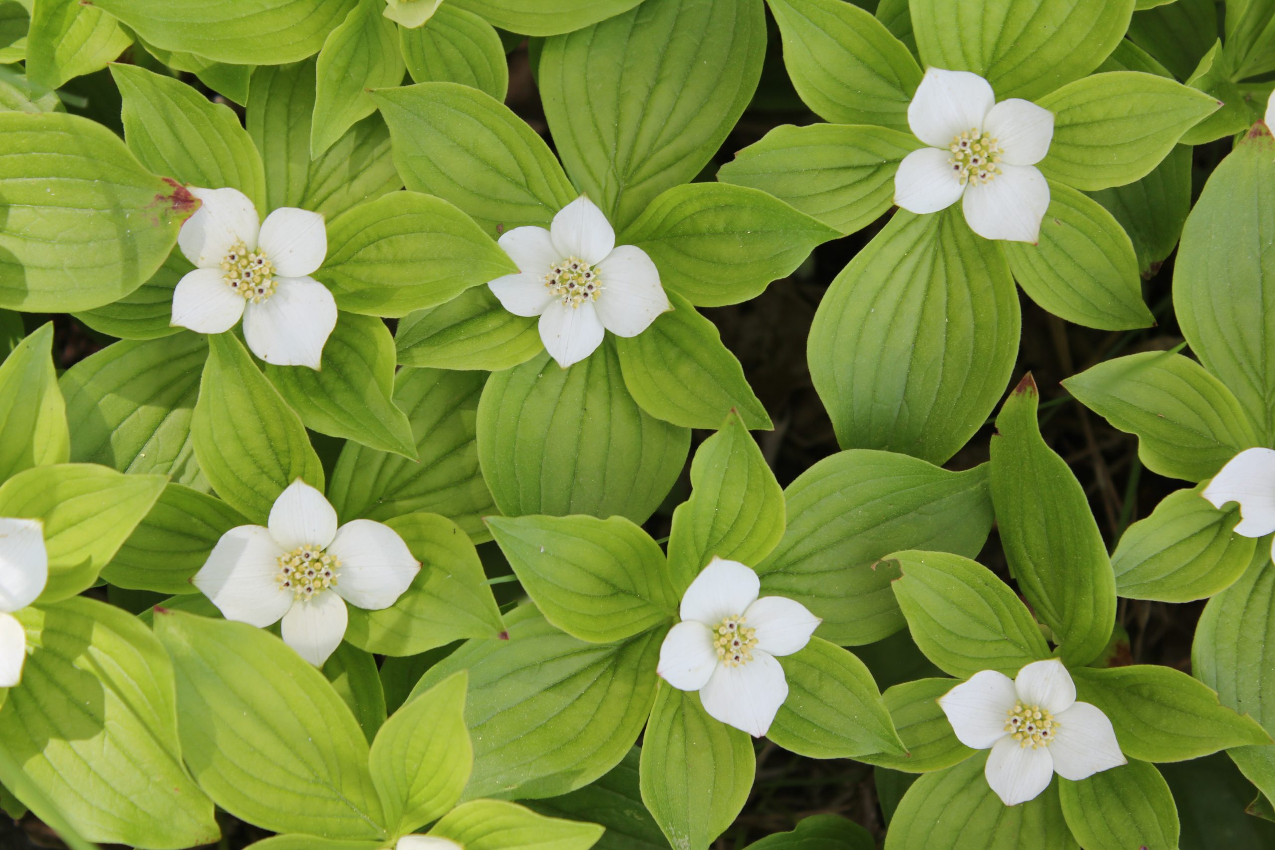 Industry News Photo_White Trillium