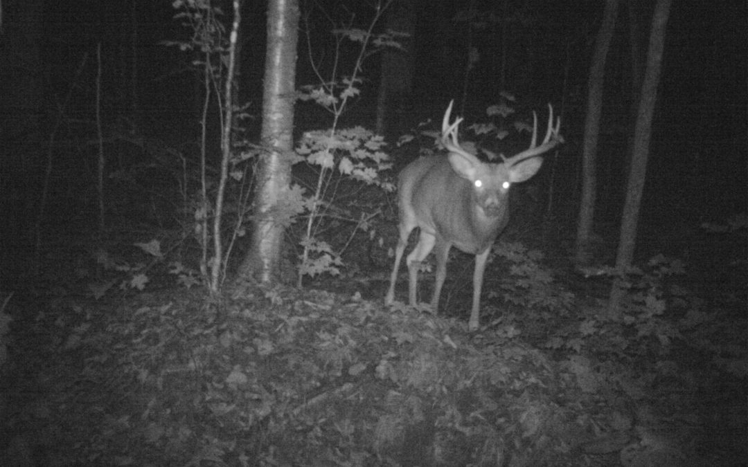 Hunting with Trail Cameras