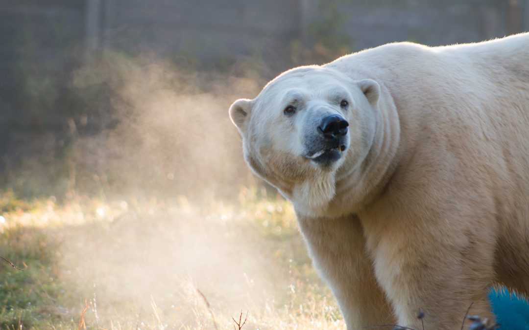 Meet the Bears: Visit the Polar Bear Habitat in Cochrane, Ontario