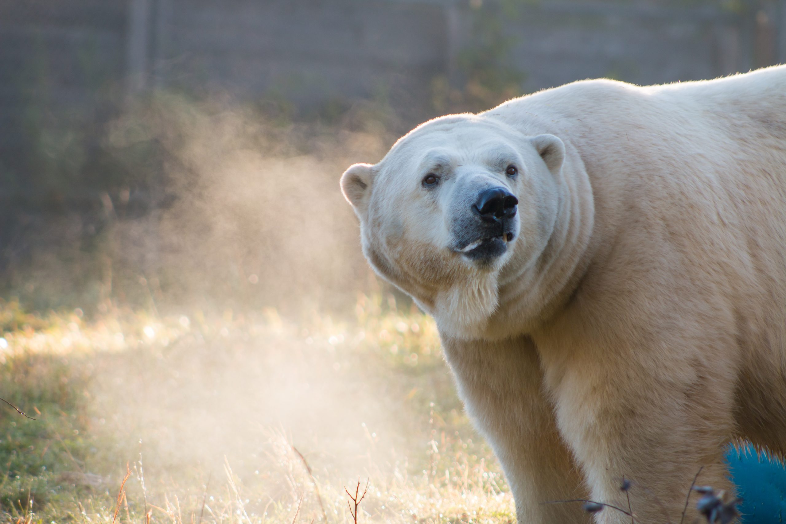 meet the bears cochrane