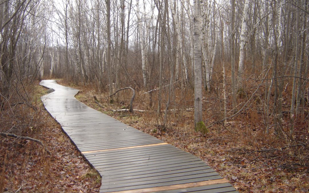 Laurier Woods Conservation Area is for the Birds (But You’re Welcome Too!)