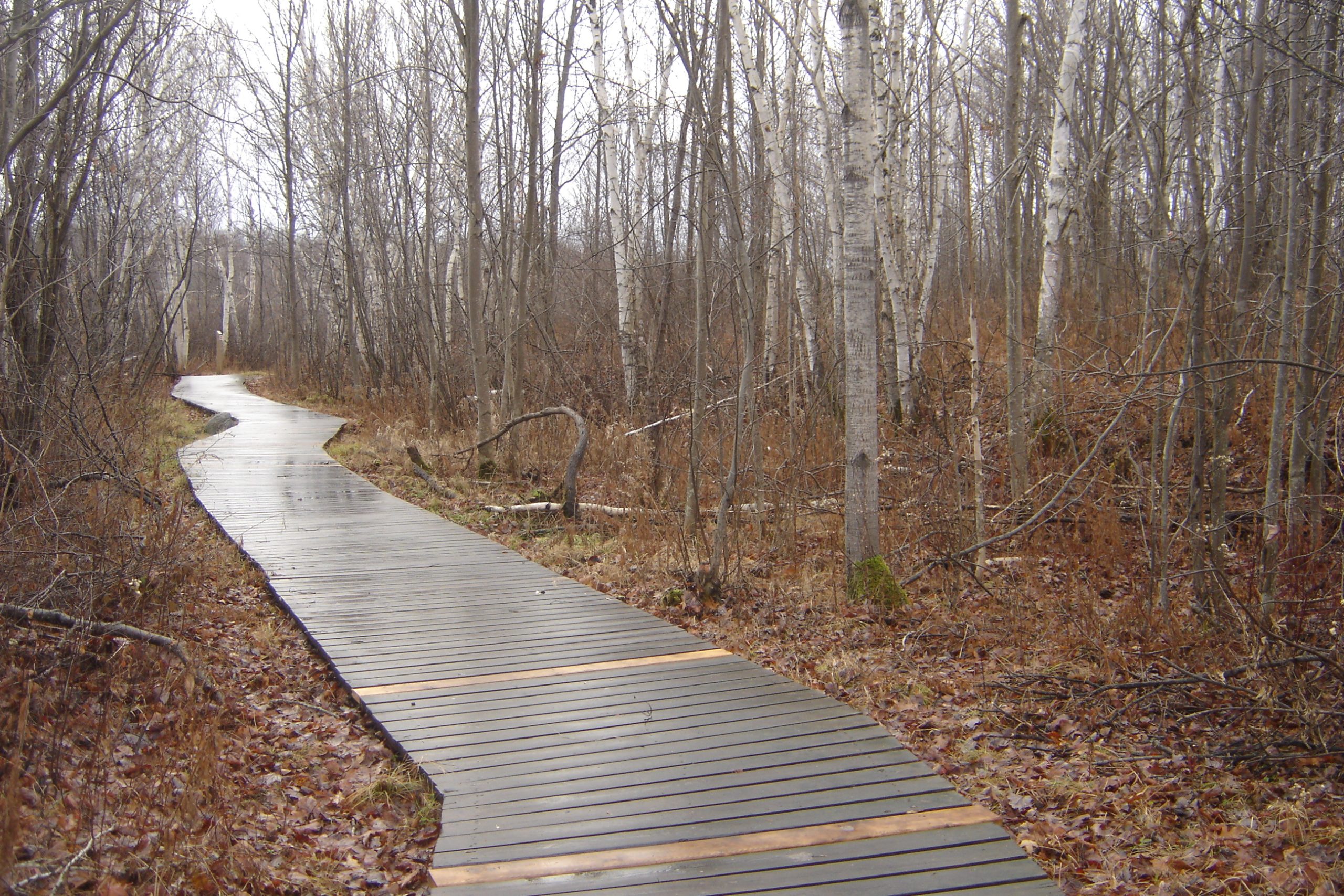 Laurier woods trail with boardwalk 2